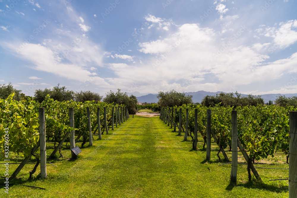 Naklejka premium Vine plants in a vineyard in Mendoza and Andes mountains on a sunny day with blue sky