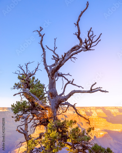 The shape of a beautiful dry tree on the background of the Grand Canyon in the sunset