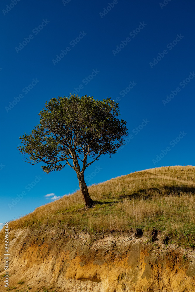 Obraz premium Single tree on farmland