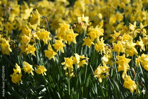 Fototapeta Naklejka Na Ścianę i Meble -  daffodils in the sun