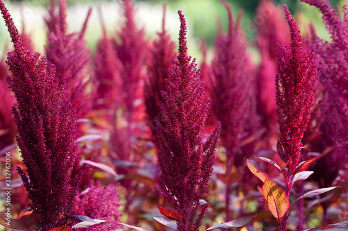Papier peint Meadow with blooming amaranths