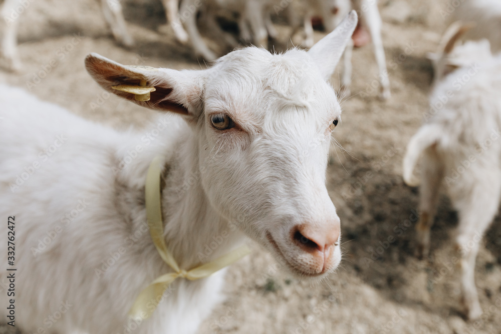 The head of a white goat close up. The goat has a yellow marker on her right ear. Daylight, shooting from above. The animal looks into the camera. The head of a white goat close up. The goat has a yellow marker on her right ear. Daylight, shooting from above. The animal looks into the camera.