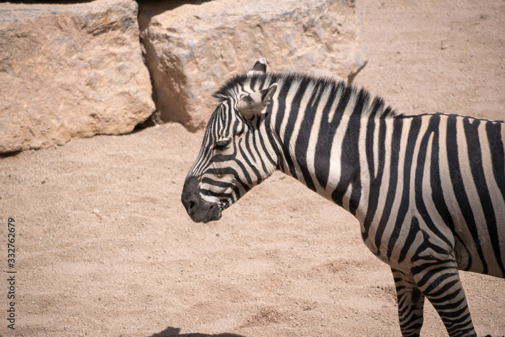Fototapeta premium profile view of a young zebra