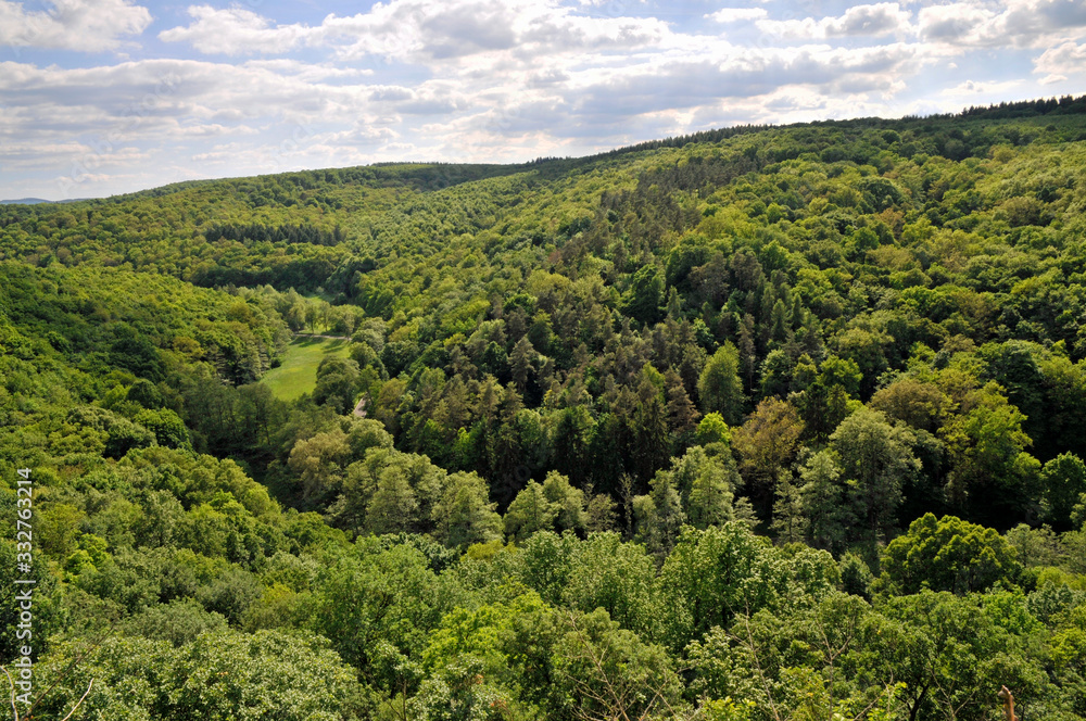 waldlandschaft