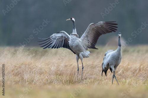Spring mating dance in the meadow, Common Crane