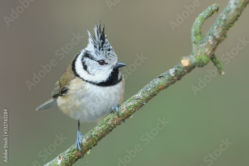 A beautiful little forest bird sits on a branch, Crested Tit