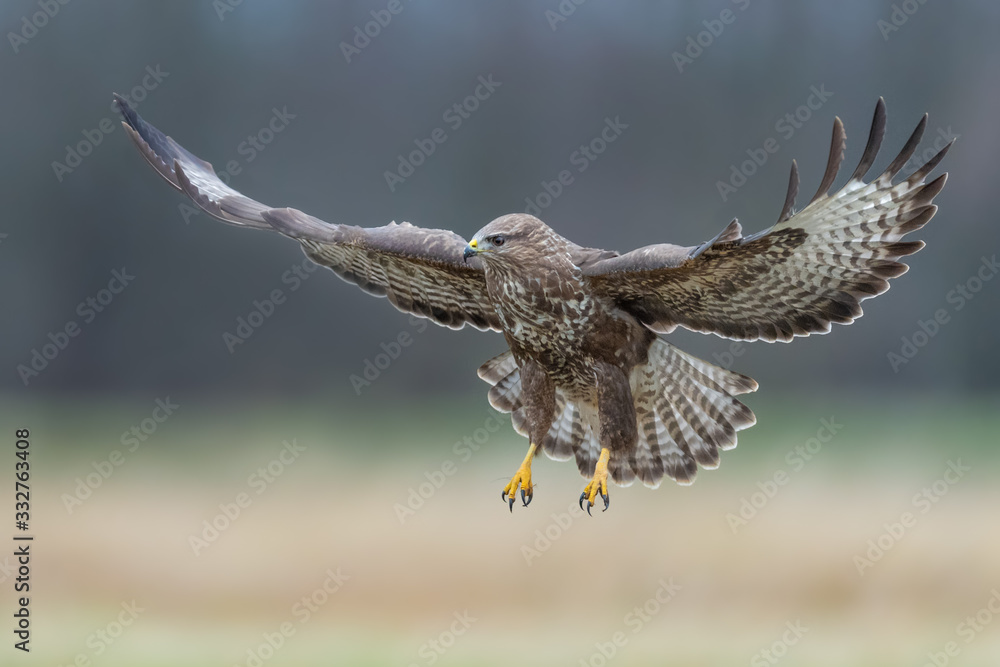 Fototapeta premium Flying raptor over the meadow, Common Buzzard
