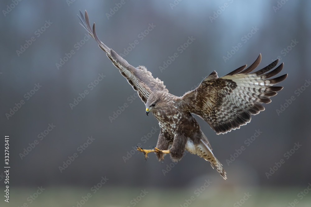 Fototapeta premium Flying raptor over the meadow , Common Buzzard