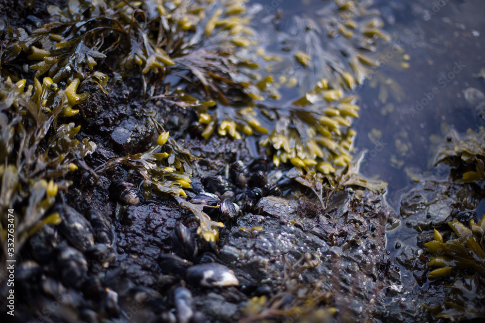 Fototapeta premium British Columbia