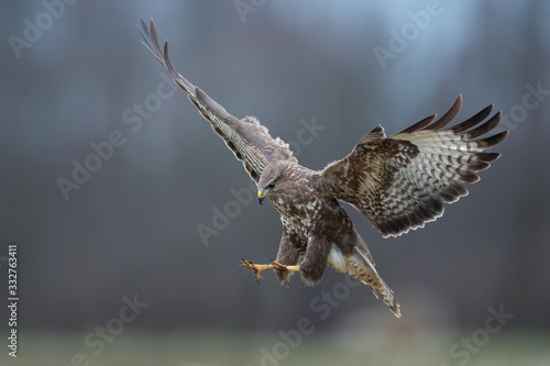 Flying raptor over the meadow , Common Buzzard