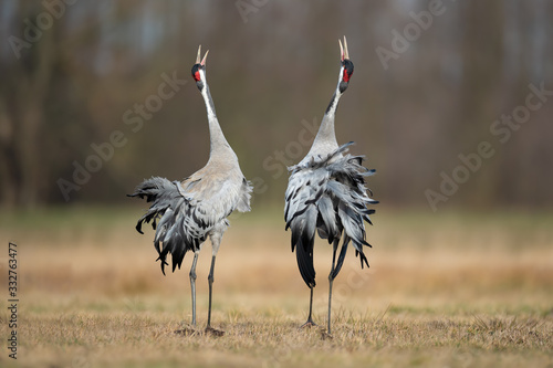 Spring mating dance in the meadow, Common Crane