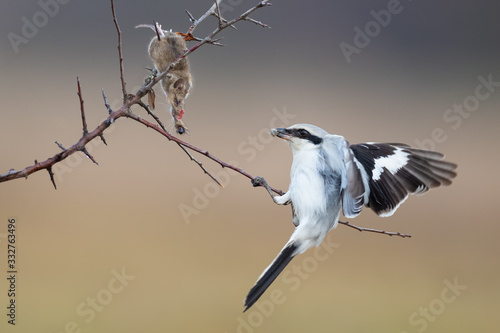 A small predator eats a mouse, Great Grey Shrike