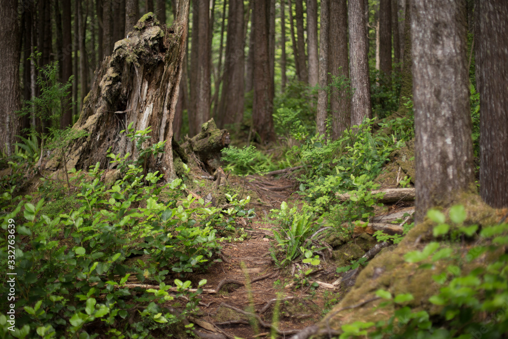 Fototapeta premium British Columbia