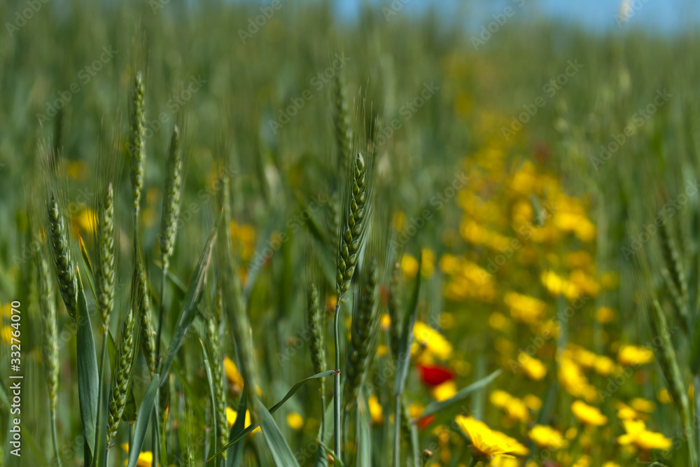 Green ears of wheat in the colorful field Green ears of wheat in the colorful field