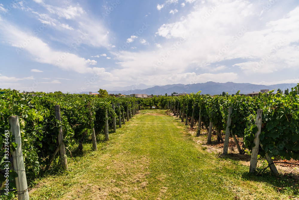 Vine plants in a vineyard in Mendoza and Andes mountains on a sunny day with blue sky