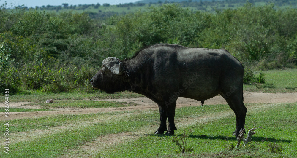 Fototapeta premium Cape Buffalo blocking the path home