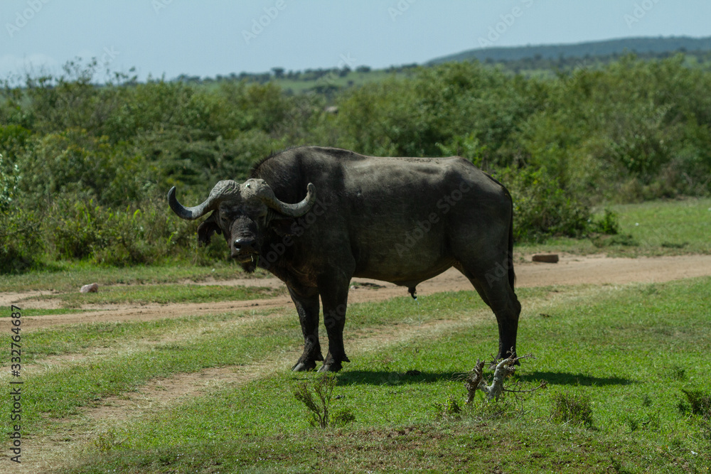Cape Buffalo blocking the path home
