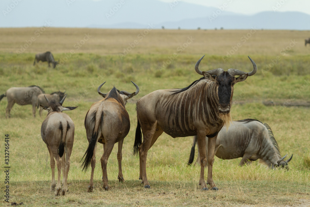 Wildebeest Wildebeest