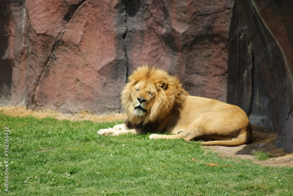 Obraz premium Lion