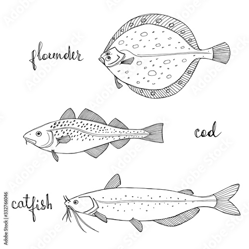 Flounder, cod, catfish. Black line sketch collection of fish isolated on white background. Doodle hand drawn fish and seafood icons. Vector illustration