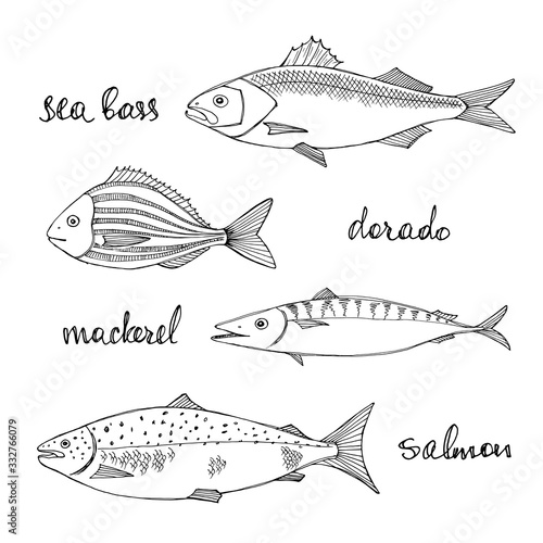 Sea bass, dorado, mackerel, salmon. Black line sketch collection of fish isolated on white background. Doodle hand drawn fish and seafood icons. Vector illustration