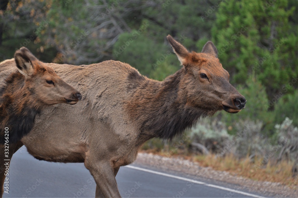 Fototapeta premium Two brown deer cross a street in the usa