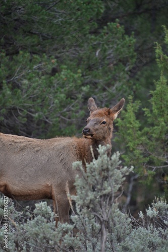 a brown deer stands in the undergrowth in the usa