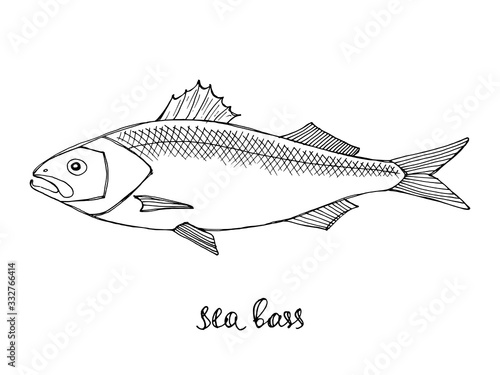 Sea bass. Seafood design elements. Seafood menu, poster, label etc. Hand drawn ink sketch illustration. Vector illustration