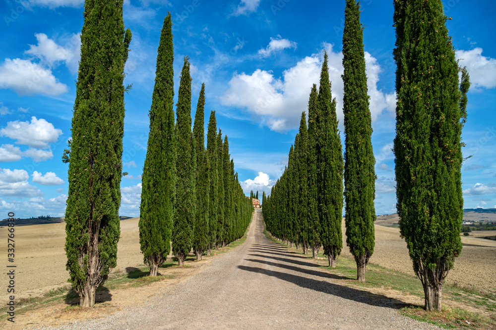 Cypress Trees rows and a white road rural landscape, Tuscany, Italy, Europe.