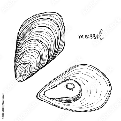 Mussels. Seafood design elements. Seafood menu, poster, label etc. Hand drawn ink sketch illustration. Vector illustration