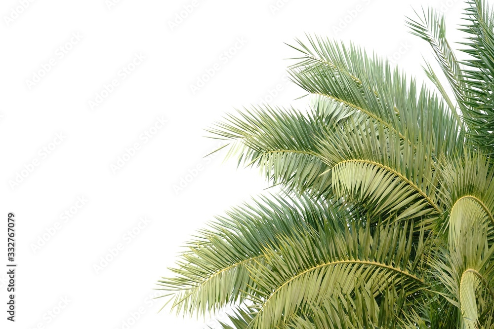 Tropical palm plant with leaves branches on white isolated background for green foliage backdrop 