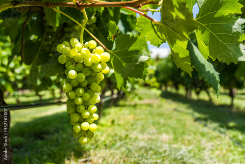 White grapes on a vine in a vineyard in Mendoza on a sunny day