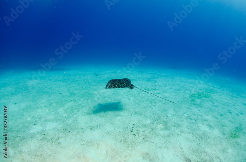 The underwater marine animals of Grand Cayman