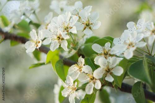 White flowers of a blossoming plum in the spring.