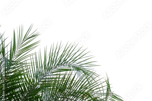 Tropical palm plant with leaves branches on white isolated background for green foliage backdrop  © Oradige59