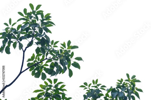 Tropical tree leaves with branches on white isolated background for green foliage backdrop 