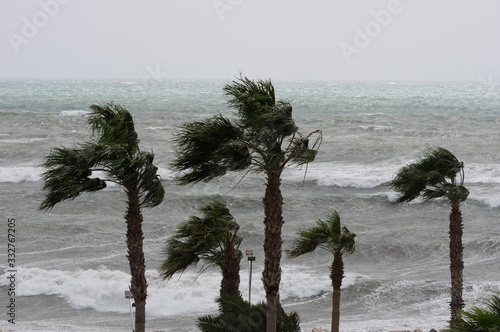 Palms,sea and windy weather
