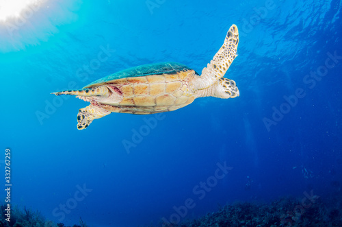 The underwater marine animals of Grand Cayman