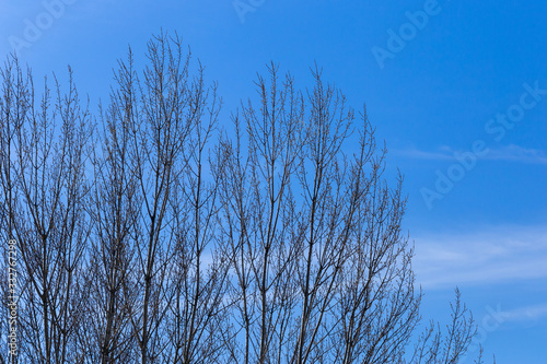 Bare tree branches with copy space for website design. Blue sky with tree branches on a sunny day in New Zagreb.