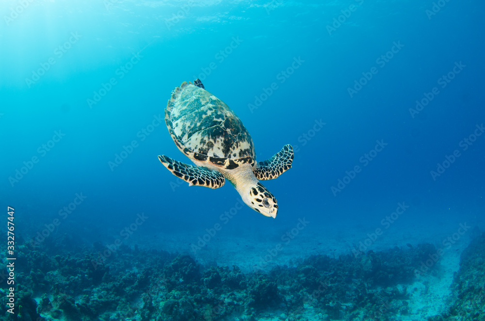 The underwater marine animals of Grand Cayman - obrazy, fototapety, plakaty 