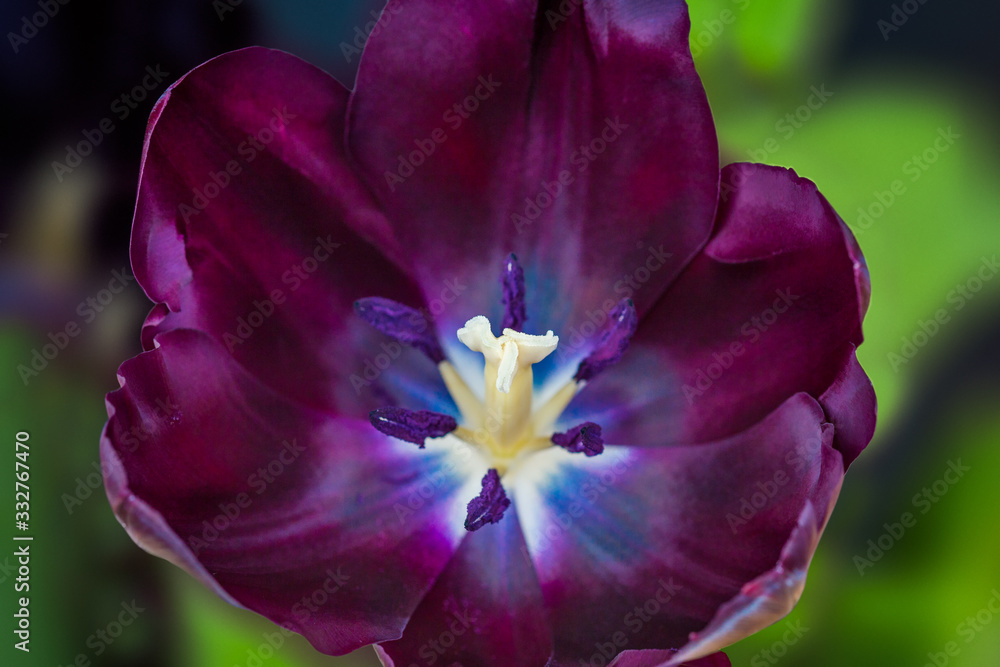 Naklejka premium Beautiful fresh black tulip in spring time. Dark tulip with petals and visible stigma and stamen with pollen grains