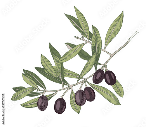 Hand drawn branch with black olives