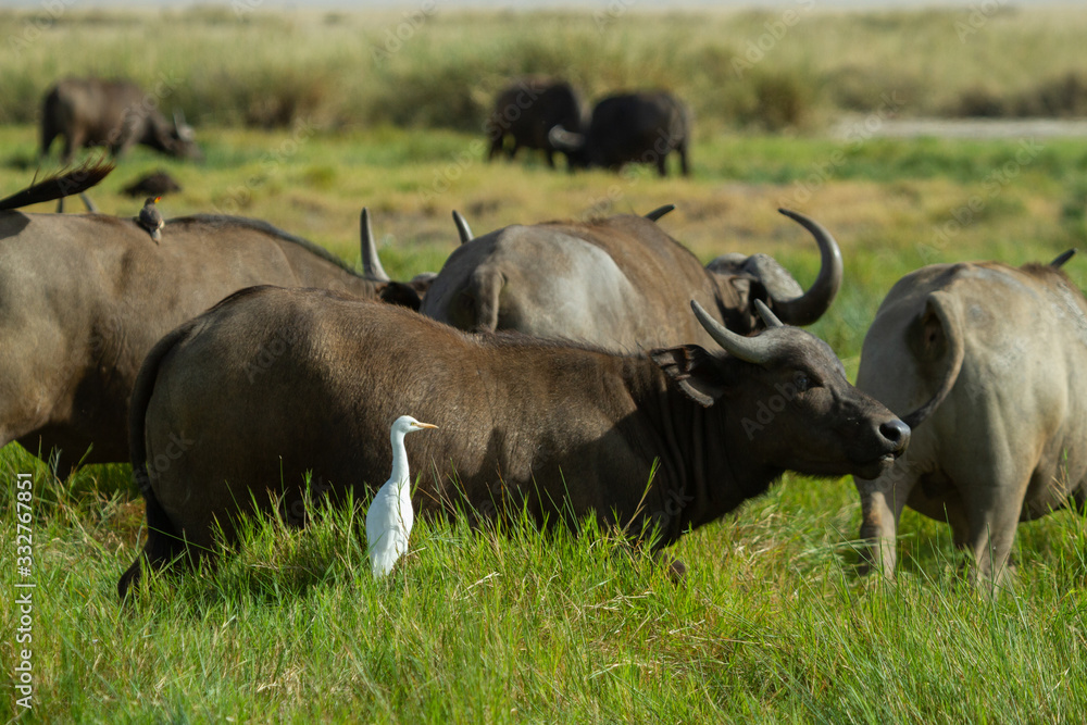 White bird hanging out with Cape Buffalo