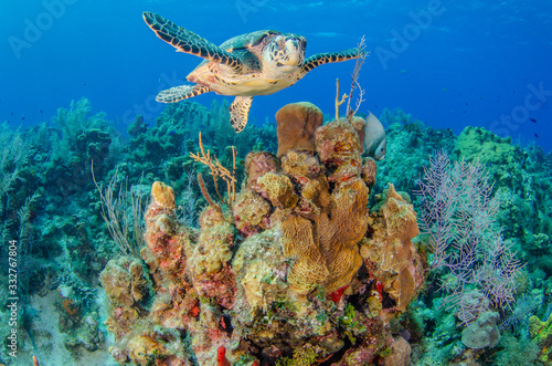 The underwater marine animals of Grand Cayman