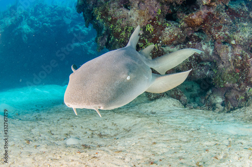 The underwater marine animals of Grand Cayman photo