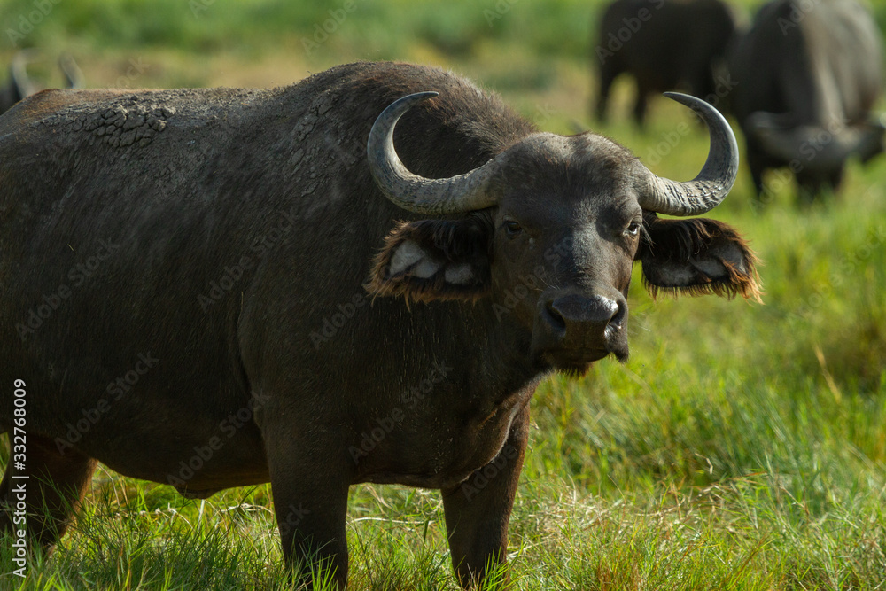 White bird hanging out with Cape Buffalo White bird hanging out with Cape Buffalo