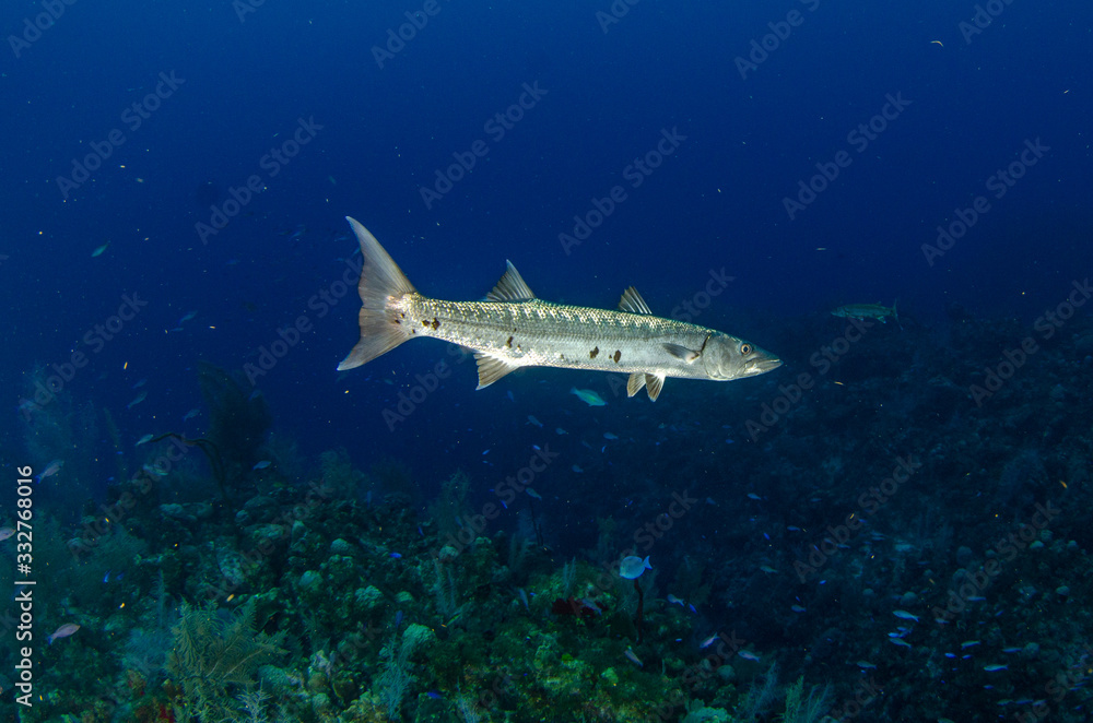 Obraz premium The underwater marine animals of Grand Cayman