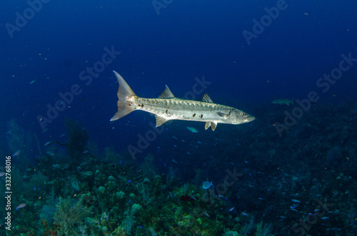 The underwater marine animals of Grand Cayman
