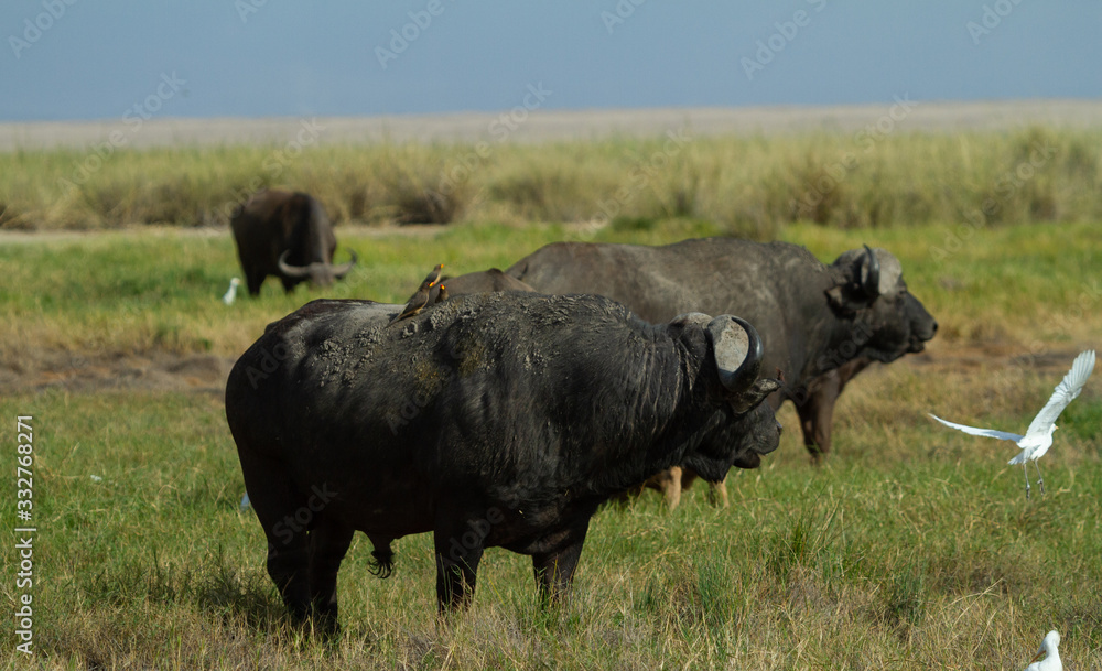 Herd of Cape Buffalo