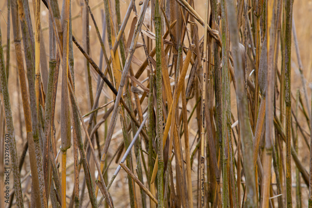 Reeds natural abstract background. Reeds natural abstract background.